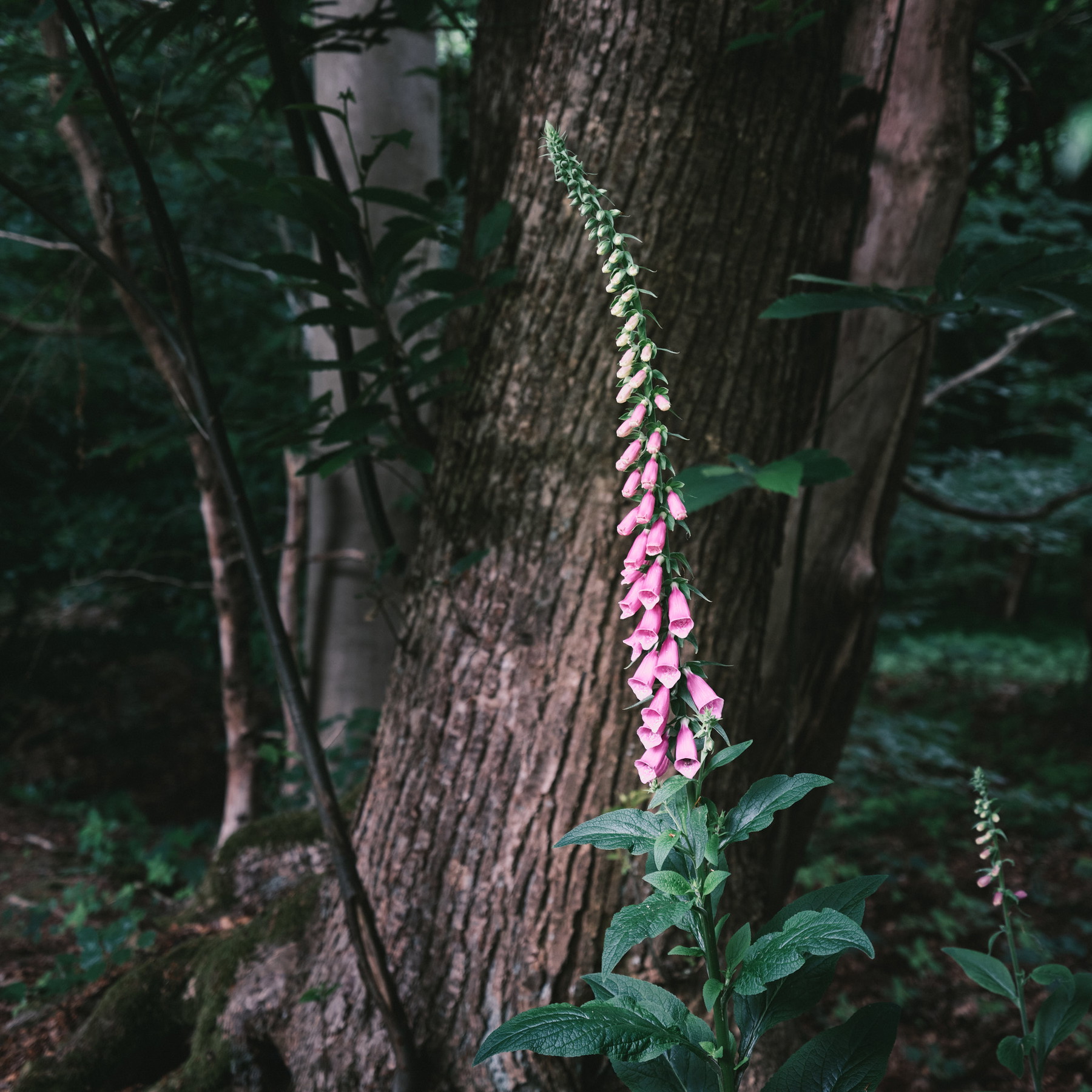 Friedwald Goch - Germany - Image 2