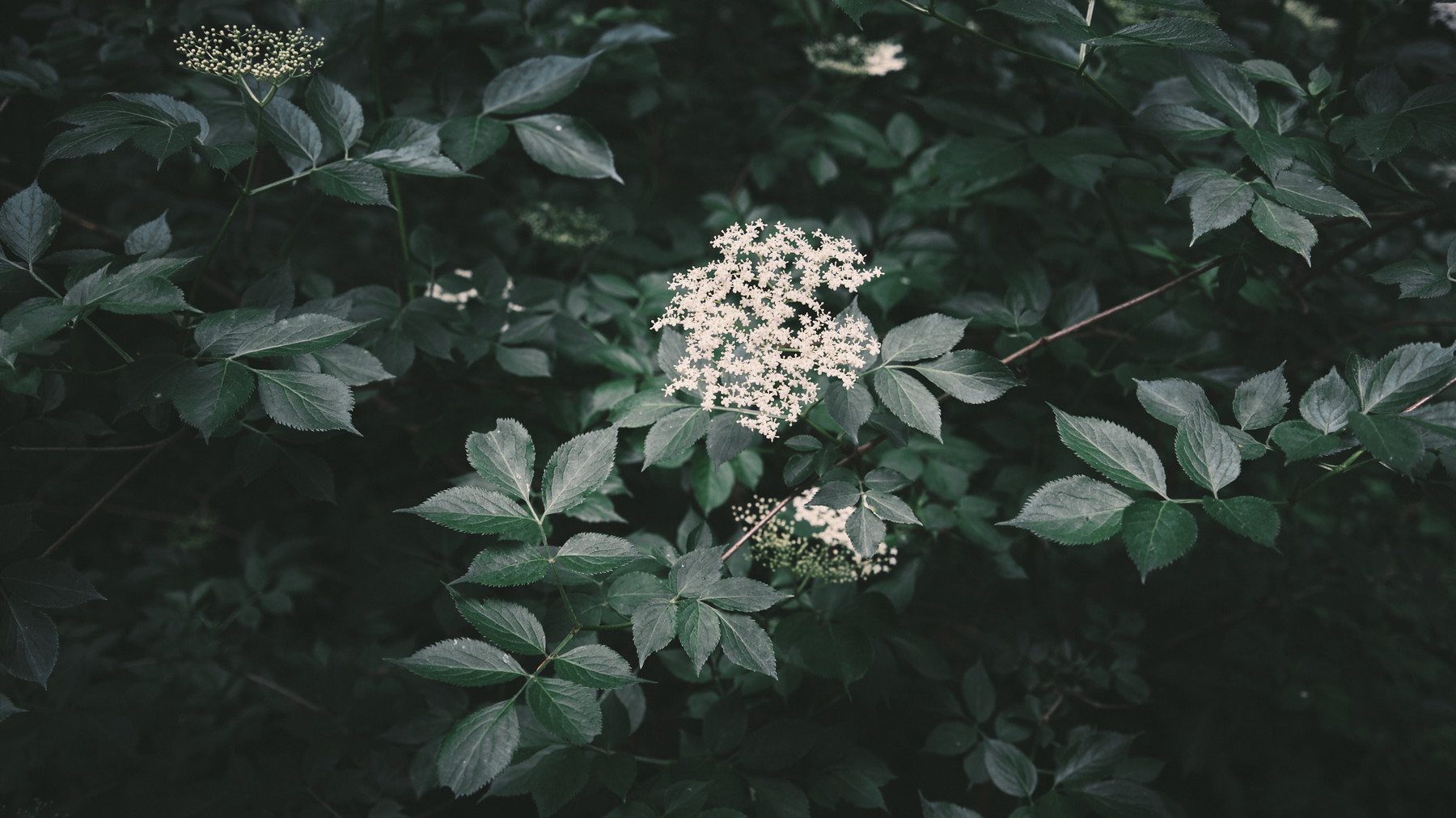 Friedwald Goch - Germany - Image 3