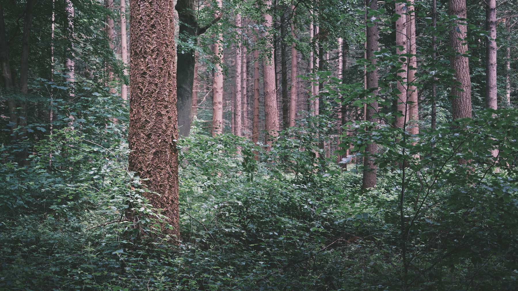 Friedwald Goch - Germany - Image 4