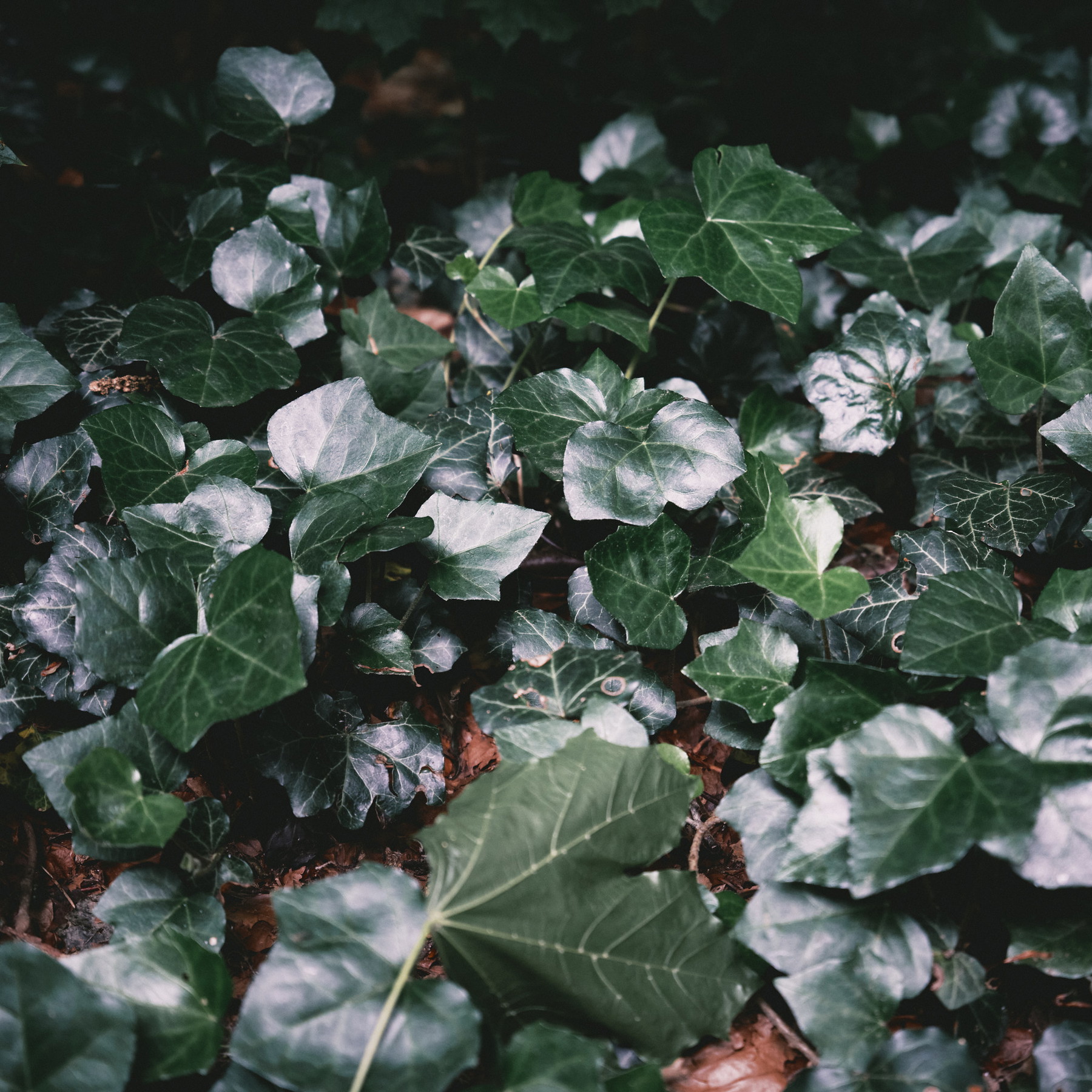 Friedwald Goch - Germany - Image 6