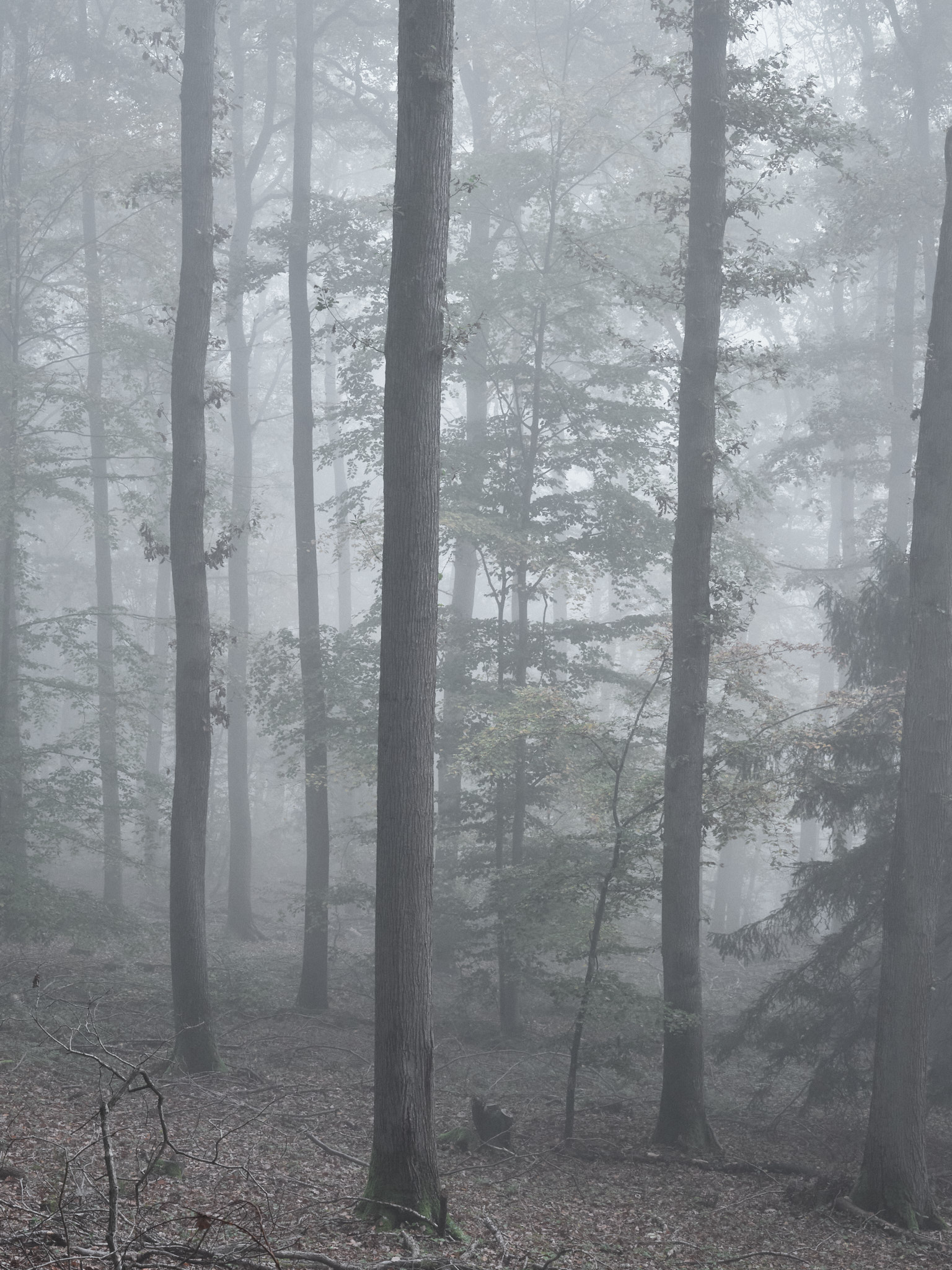 Mosel - Germany - Image 5