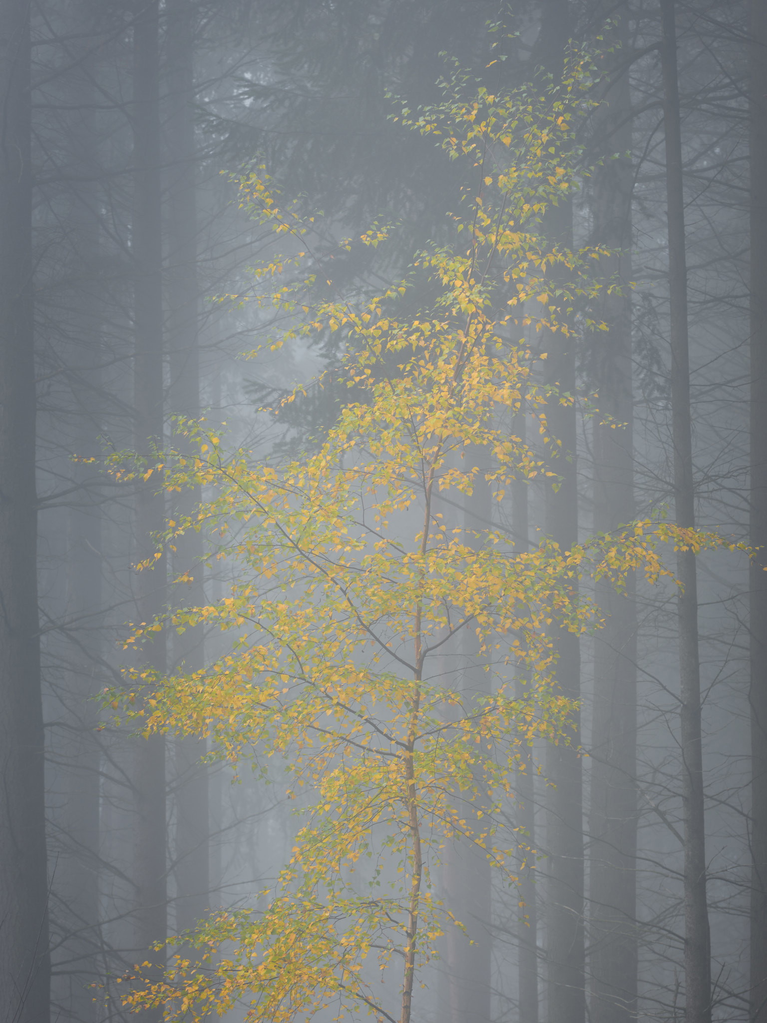 Mosel - Germany - Image 6