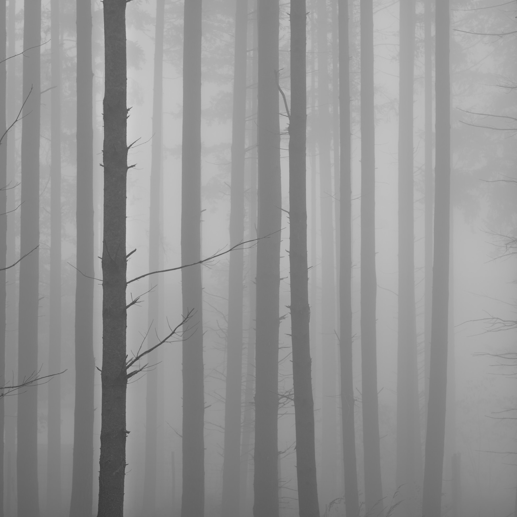 Mosel - Germany - Image 7