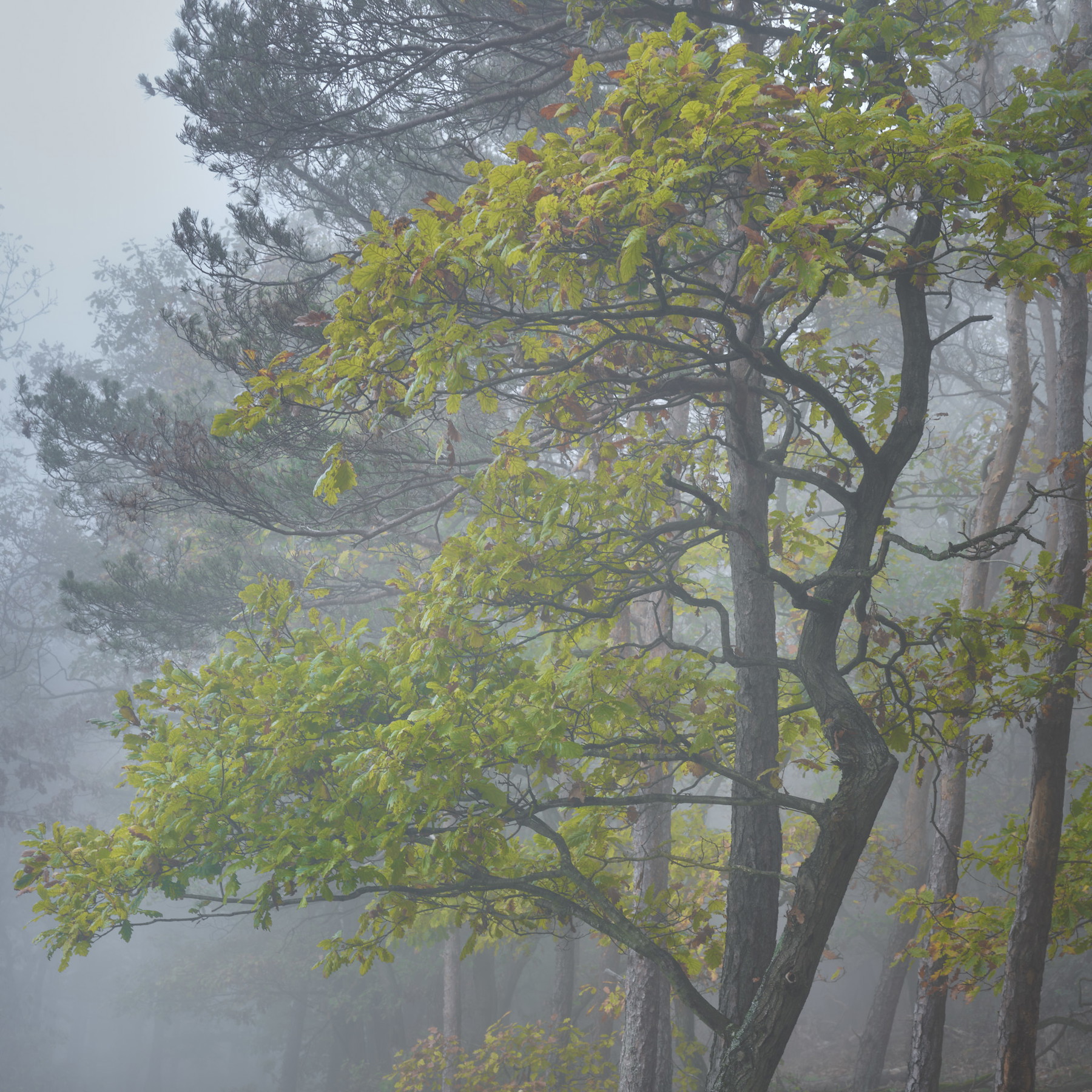 Mosel - Germany - Image 8