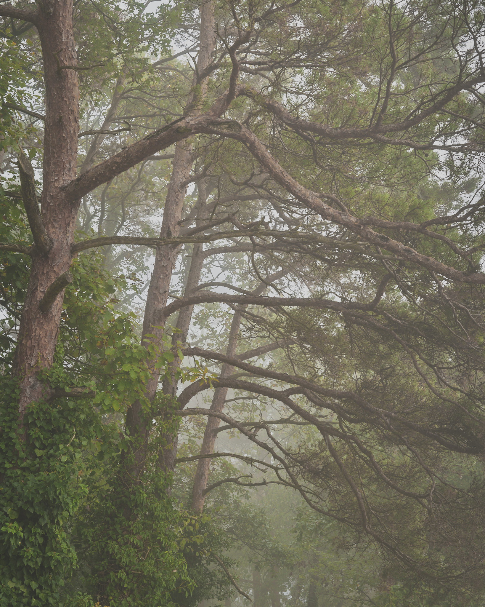 Mosel - Germany - Image 9