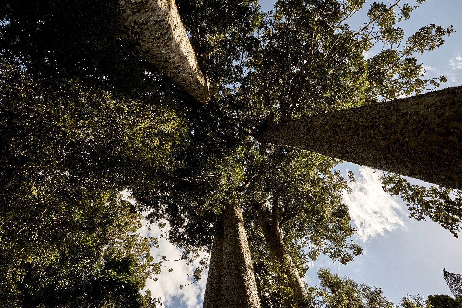 New Zealand - Image 2