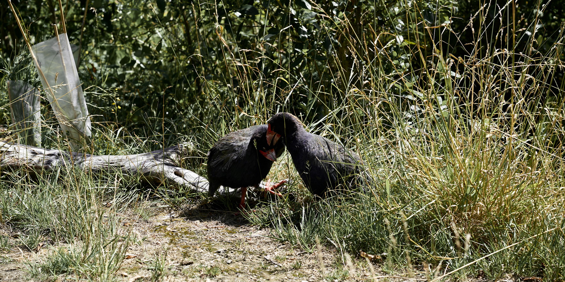 New Zealand - Image 7