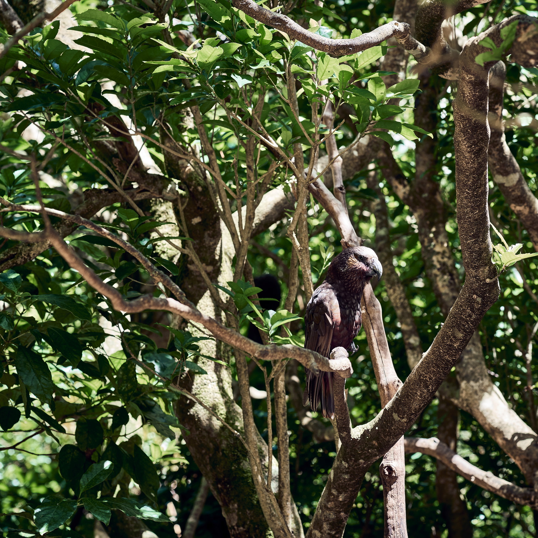 New Zealand - Image 8