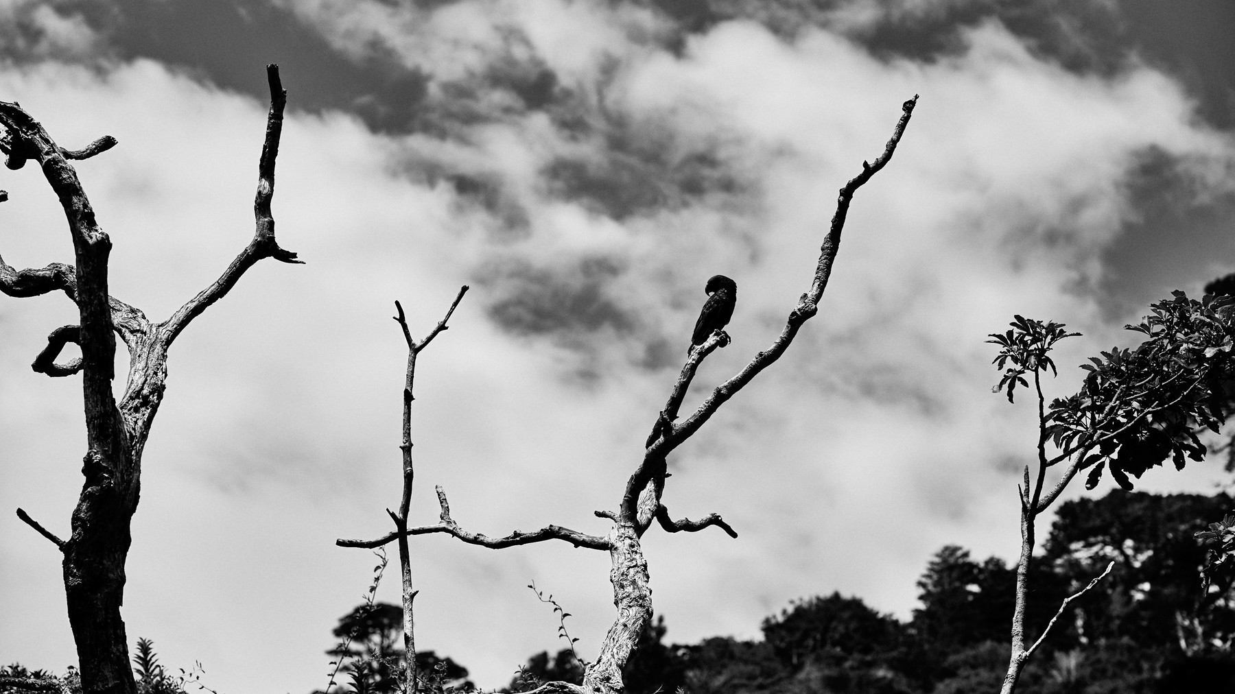 New Zealand - Image 9