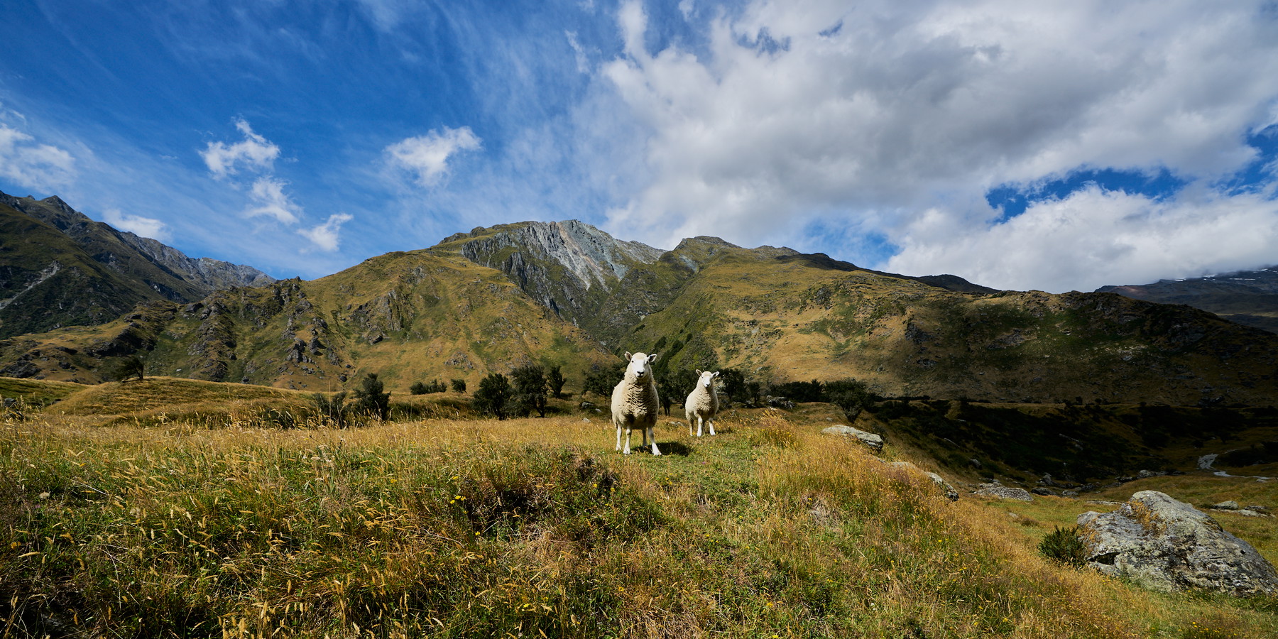 New Zealand - Image 20