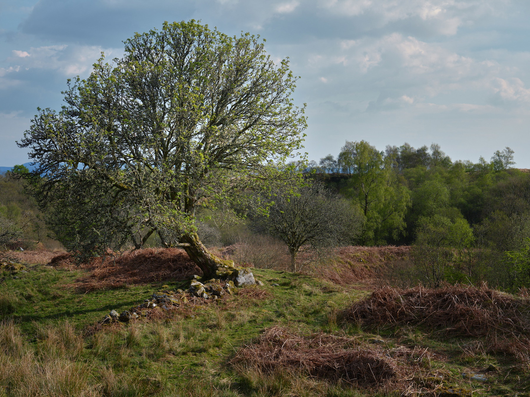 West Highland Way - Scotland - Image 2