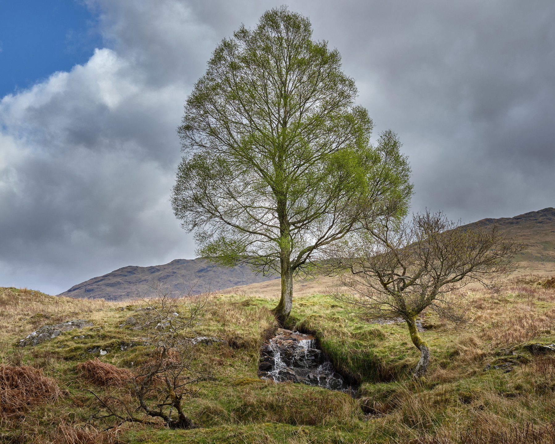 West Highland Way - Scotland - Image 4