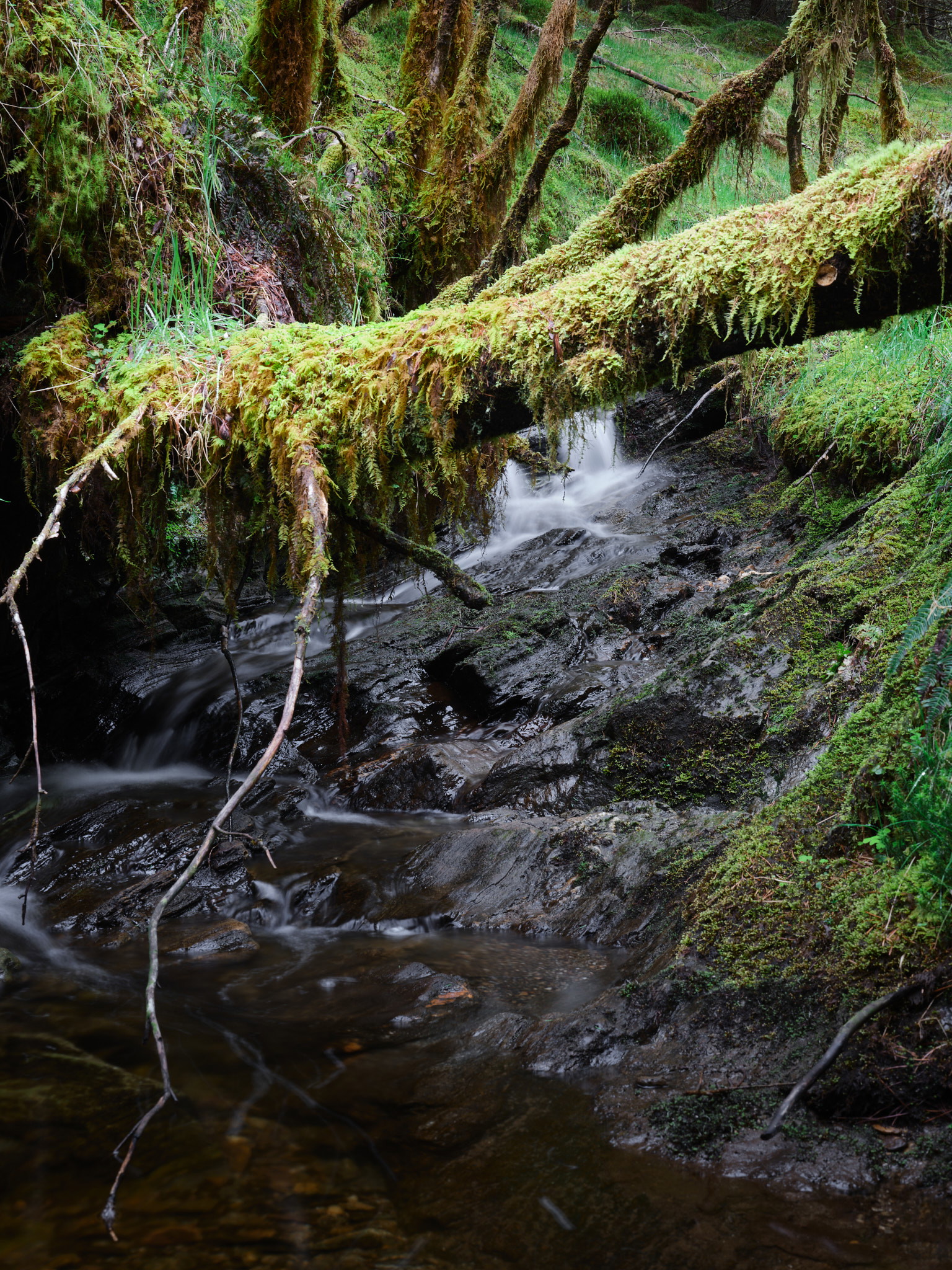 West Highland Way - Scotland - Image 5