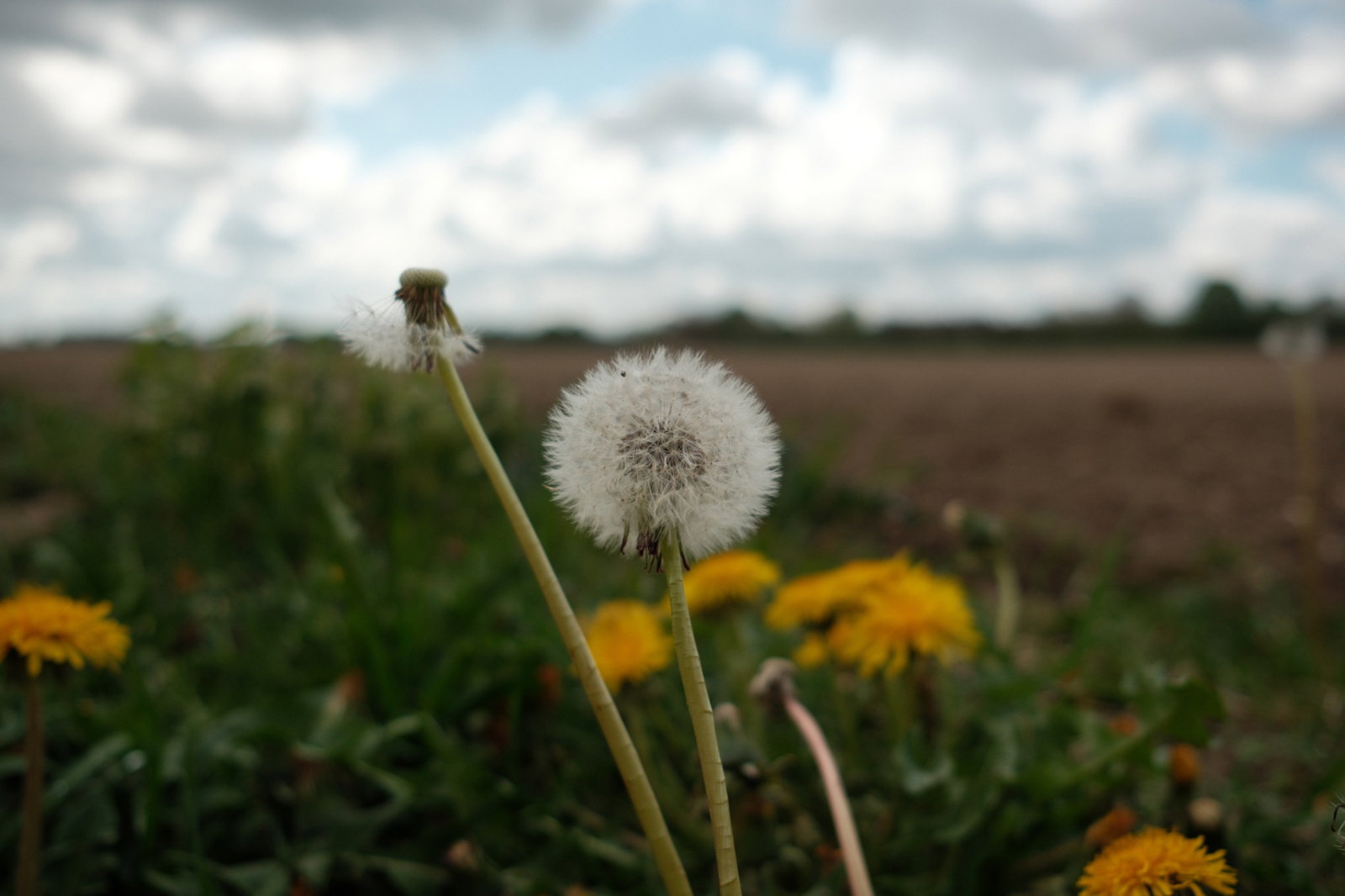 dandelion